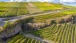 Nach der Weinlese - After Grape Harvest