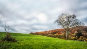 Baum in der Wiese