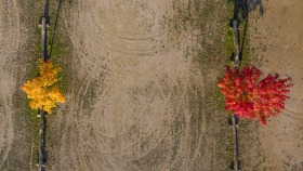 Gelber und roter Baum