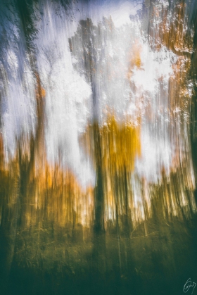 Ende Oktober im Wald