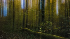 Fallen Trees