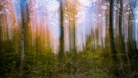 Farbgardine im Wald