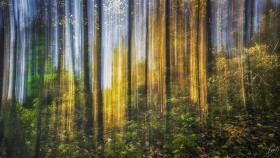 Farben im Forst