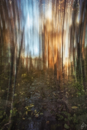 Abstraction in the Forest