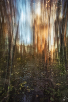 Abstraktion im Wald