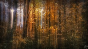 Es regnet Sonne in den Wald