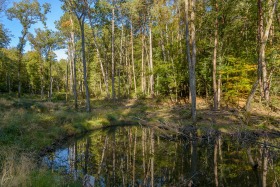Weiher mit Spiegelung