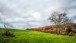 Baum in der Wiese