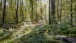 Im tiefen Wald