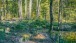 Sumpf im Wald
