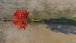 Roter Baum