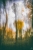 Ende Oktober im Wald