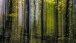 Im grünen Wald