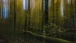 Fallen Trees