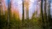 Farbgardine im Wald