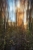 Abstraktion im Wald