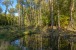 Weiher mit Spiegelung