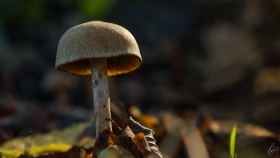 Ein Pilz