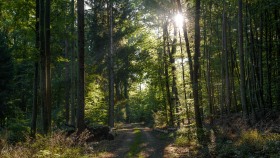 Spaziergang durch den Wald