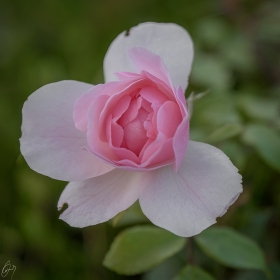 Heckenrose