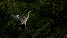 Heron looking for a place to land