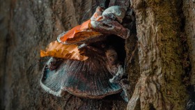Blätter auf einem Pilz