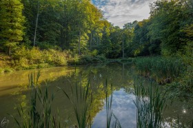 Beginning October: Pond in Forest
