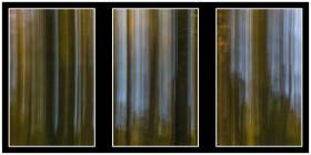 Ausschnitte aus dem Wald