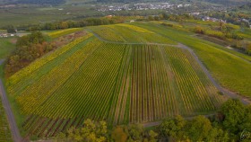 Weinberge bei Stadtbredimus