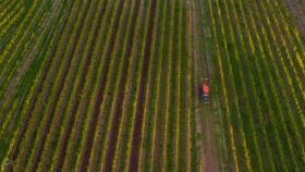 Arbeit im Weinberg