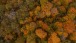 Herbst im Wald