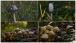 Collage mit Pilzen