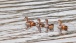 Nilgänse