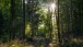 Spaziergang durch den Wald