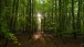 Sonnenstrahlen im Wald