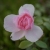 Heckenrose