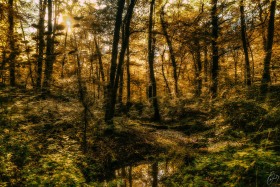 Oktober Spätnachmittag im Wald