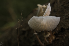 Tropfender Pilz