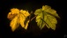 Blätter im Herbst