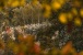 Abstraktion in der Natur
