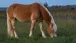 Ein Pferd