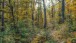 Im tiefen Wald