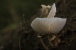 Tropfender Pilz