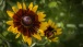 Schwarzäugige Rudbeckie
