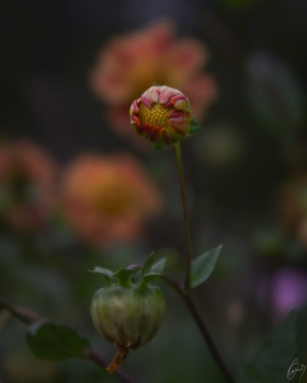 Eine Dahlie