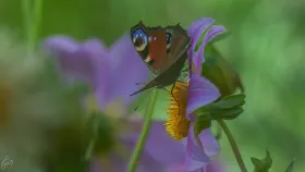 Ein Schmetterling auf einer Dahlie
