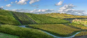 Weinberge zwischen Stadtbredimus und Greiweldingen