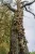 Ein Baum voller Pilze