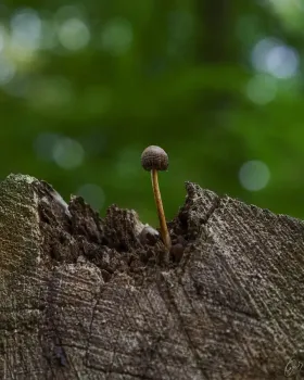Kleines Wunder der Natur