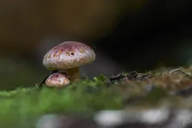 Pilze